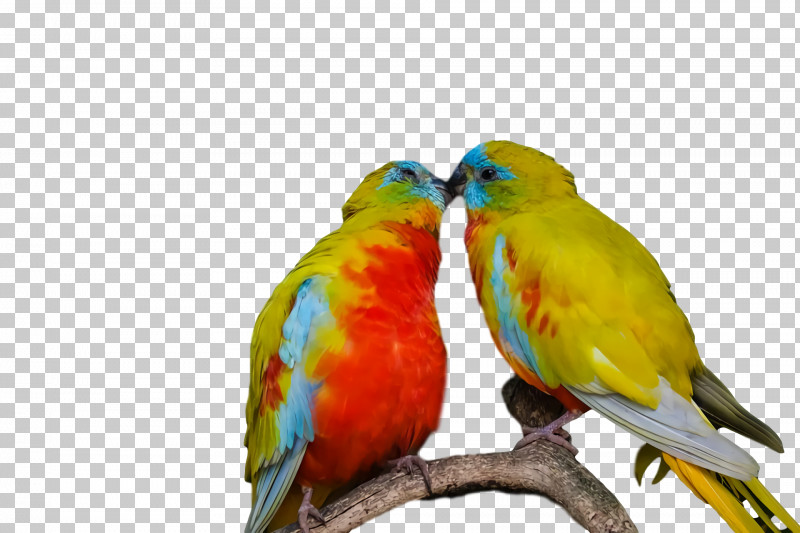 Lovebird PNG, Clipart, Beak, Feather, Loriini, Lovebird, Macaw Free PNG Download