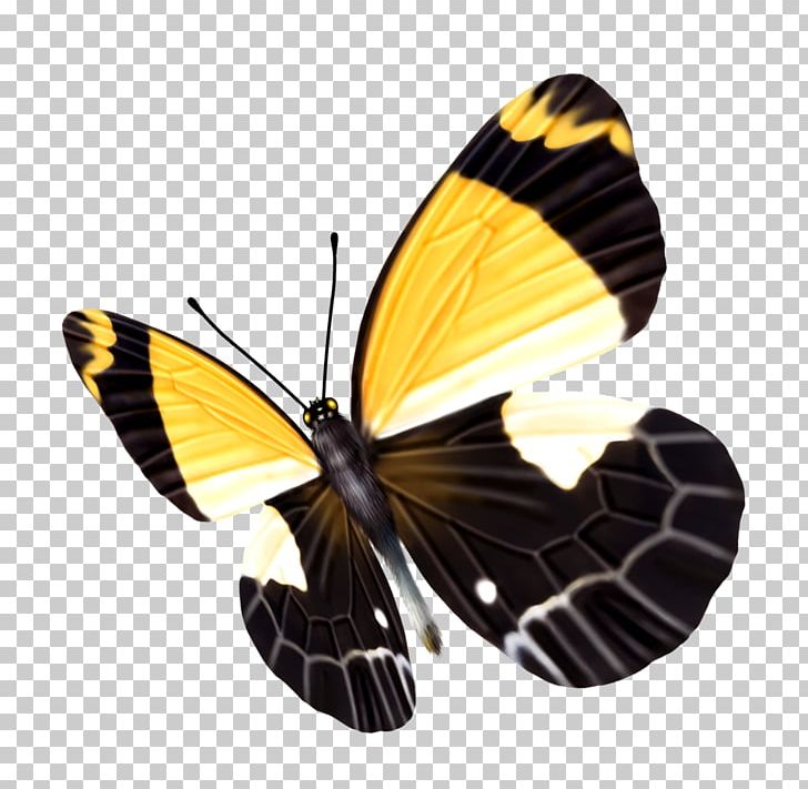 Butterfly Yellow Black PNG, Clipart, Arthropod, Black, Blue, Blue Butterfly, Brush Footed Butterfly Free PNG Download