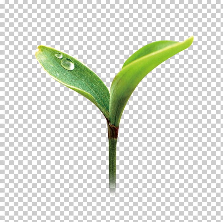 Green Euclidean Herbaceous Plant PNG, Clipart, Artificial Grass, Brown, Cartoon Grass, Creative Grass, Designer Free PNG Download