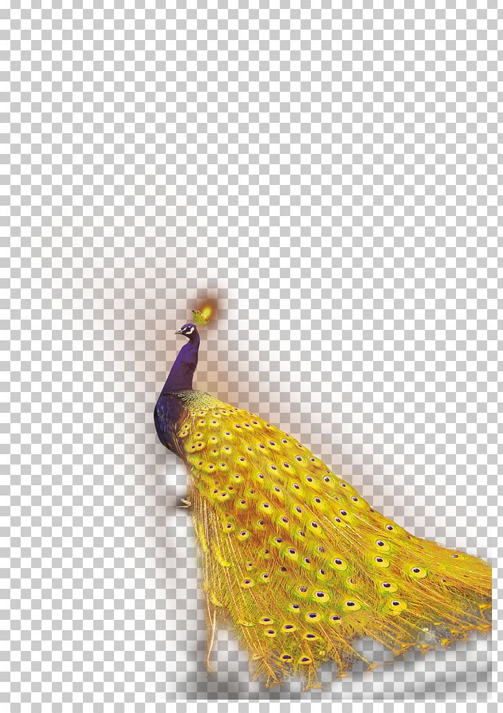 Peafowl PNG, Clipart, Adobe Illustrator, Animals, Beak, Bird, Download Free PNG Download