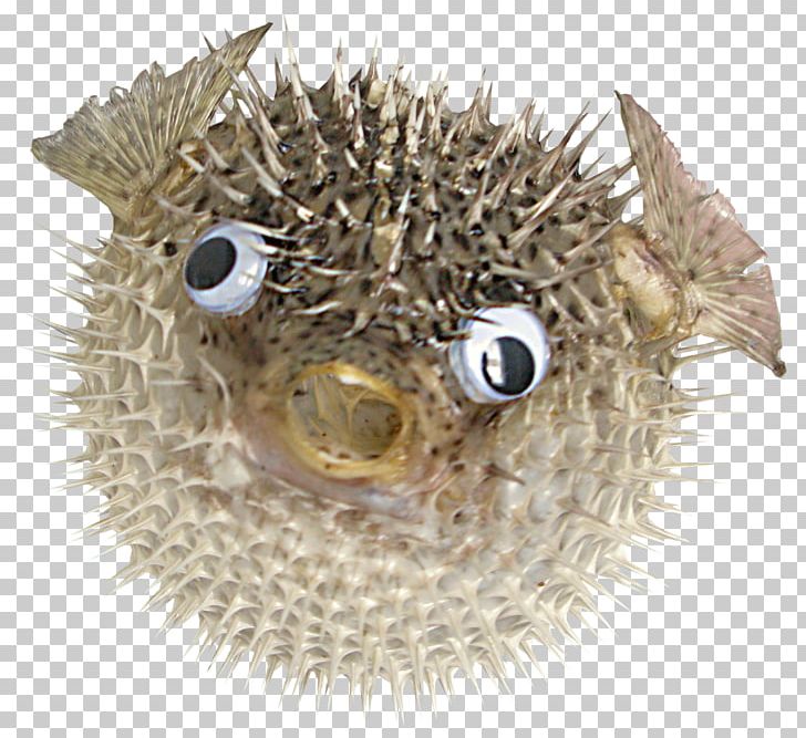 Pufferfish Riddle Fugu PNG, Clipart, Animal, Animals, Betta, Blog, Chemical Element Free PNG Download