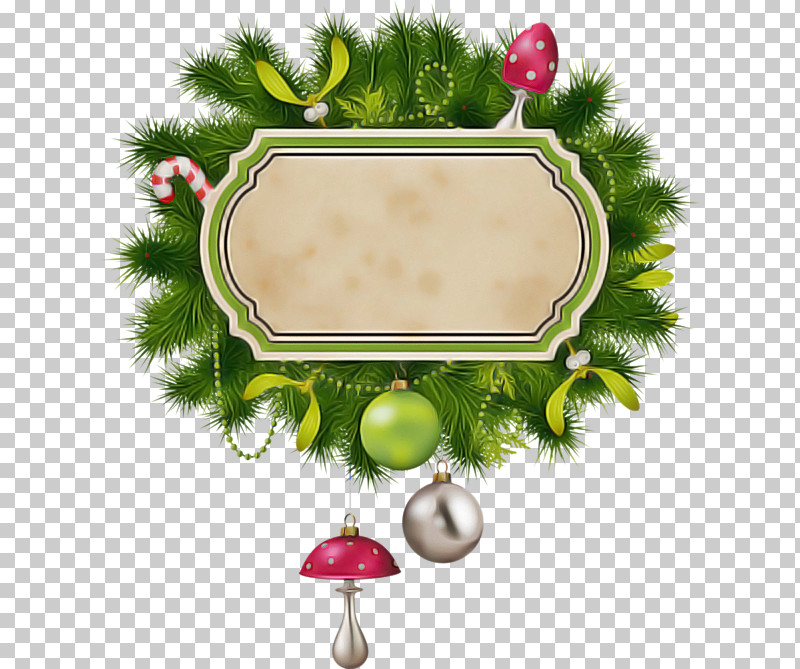 Fir Pine Family Plant Pine Conifer PNG, Clipart, Conifer, Fir, Pine, Pine Family, Plant Free PNG Download