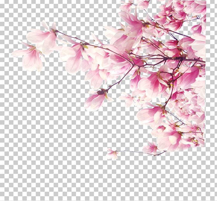 Aska Tutunan Kalpler Desktop Cherry Blossom PNG, Clipart, Aska, Blossom, Branch, Computer, Computer Icons Free PNG Download