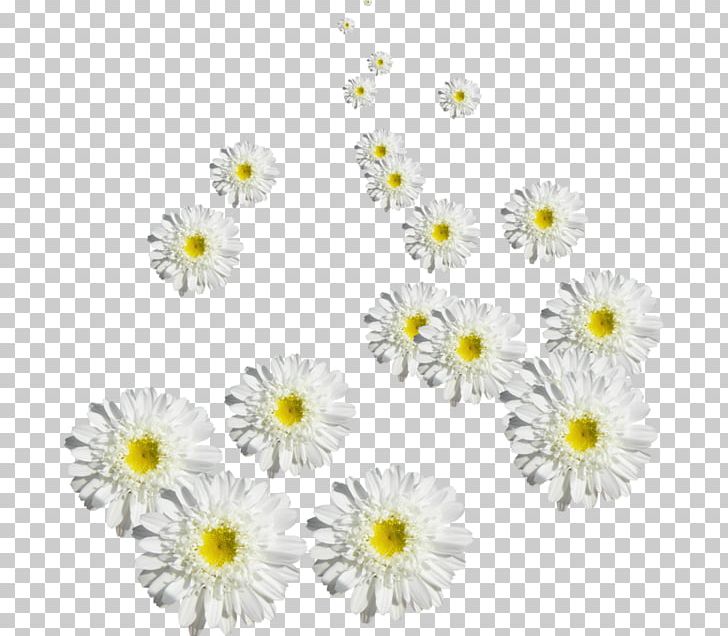Chrysanthemum Oxeye Daisy PNG, Clipart, Chrysanths, Cut Flowers, Daisy, Daisy Family, Daisy Png Free PNG Download