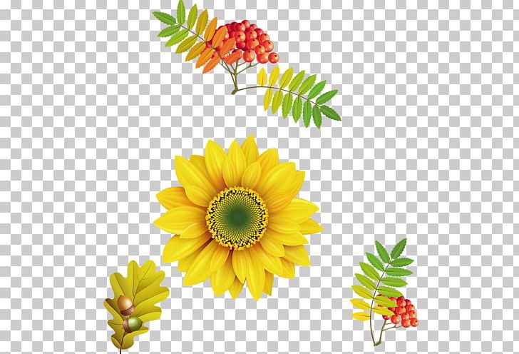 Others Sunflower Flower PNG, Clipart, Common Sunflower, Cut Flowers, Daisy, Daisy Family, Floral Design Free PNG Download