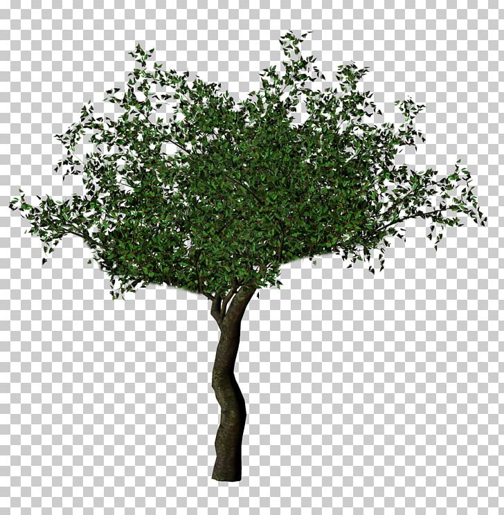 Transparency Tree Oak Desktop PNG, Clipart, Ash, Bonsai, Branch, Deciduous, Desktop Wallpaper Free PNG Download