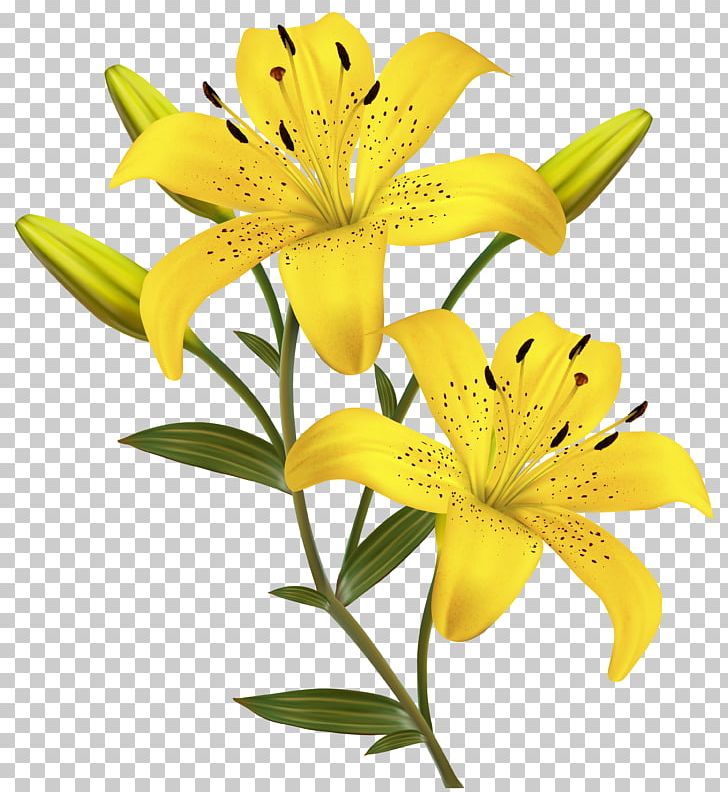 Arum-lily Easter Lily Lilium Candidum Lilium Bulbiferum Borders And Frames PNG, Clipart, Arumlily, Arum Lily, Borders, Borders And Frames, Calla Lily Free PNG Download