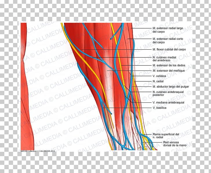 Blood Vessel Nerve Forearm Human Anatomy PNG, Clipart, Abdomen, Anatomy, Angle, Arm, Artery Free PNG Download