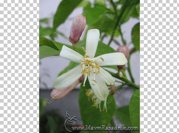 Flower Orange Садница Calamondin Auglis PNG, Clipart, Auglis, Calamondin, Cultivar, Flora, Flower Free PNG Download