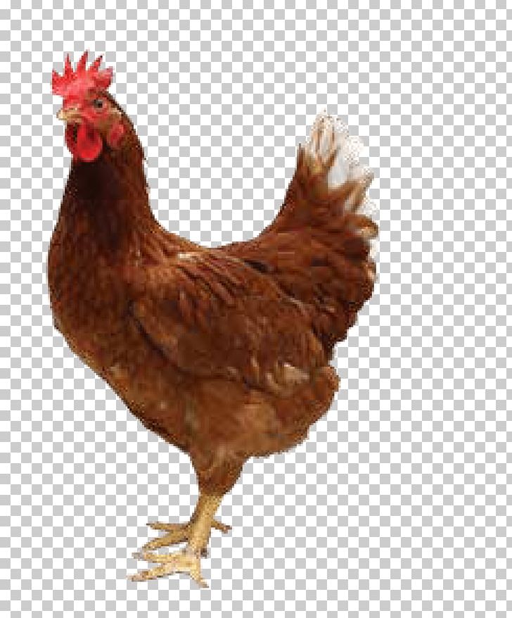 Roast Chicken Fried Chicken Broiler PNG, Clipart, Animals, Beak, Bird, Broiler, Broiler Chickens Free PNG Download