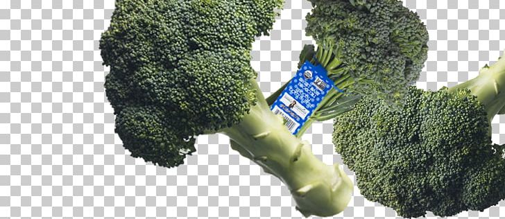 Broccolini Salad Organic Food Collard Greens PNG, Clipart, Beetroot, Biome, Brassica Oleracea, Broccoli, Broccolini Free PNG Download