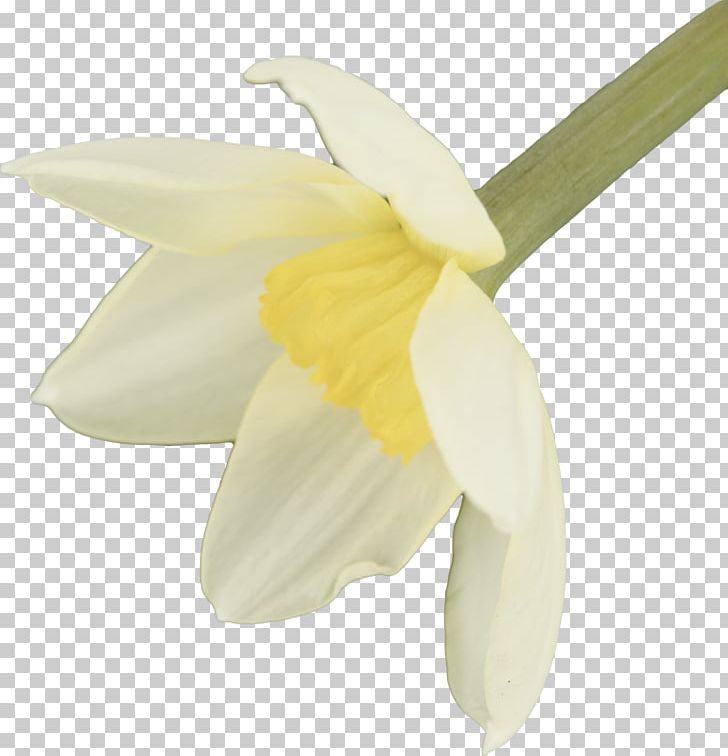 Calas Narcissus Moth Orchids Snowdrop PNG, Clipart, Amaryllis Family ...