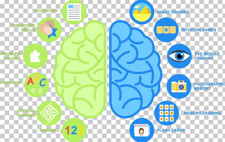 Child Development Методика Method Lateralization Of Brain Function PNG, Clipart, Age, Area, Behavior, Brain, Cerebral Hemisphere Free PNG Download