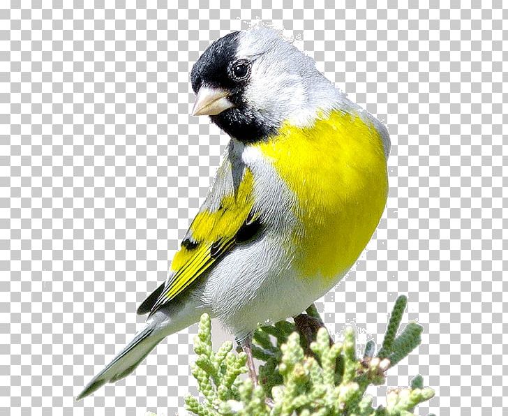 Domestic Canary Bird European Goldfinch Eurasian Siskin Red Siskin PNG, Clipart, Animals, Atlantic Canary, Beak, Bird, Bird Vocalization Free PNG Download