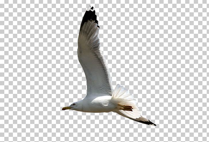European Herring Gull Gulls Great Black-backed Gull Bird Portable Network Graphics PNG, Clipart, Animal, Animals, Beak, Bird, Charadriiformes Free PNG Download