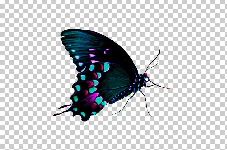 Butterfly Computer Icons Computer Software PNG, Clipart, Arthropod, Brush Footed Butterfly, Butterflies And Moths, Butterfly, Computer Icons Free PNG Download