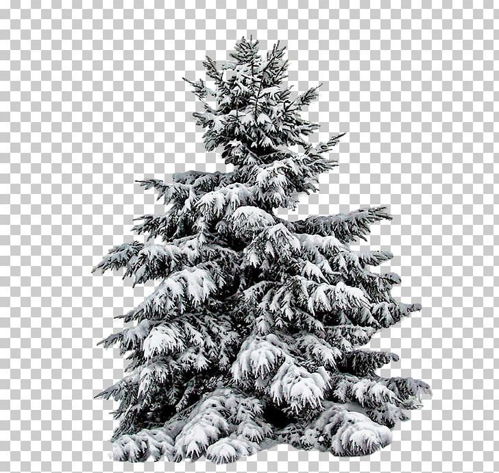 Fir Pine Christmas Tree PNG, Clipart, Black And White, Branch, Christmas Decoration, Conifers, Desktop Wallpaper Free PNG Download