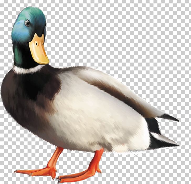 Mallard Duck Bird Stock Photography PNG, Clipart, Anas, Anatidae, Animals, Anseriformes, Beak Free PNG Download