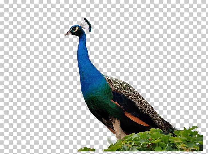 Peafowl Southeast Fly The Peacocks Bird PNG, Clipart, Animal, Animals, Asiatic Peafowl, Beak, Creative Artwork Free PNG Download