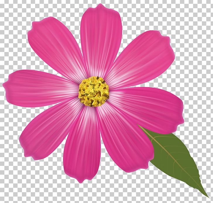 Pink Flowers PNG, Clipart, Annual Plant, Aster, Chrysanths, Color, Computer Icons Free PNG Download