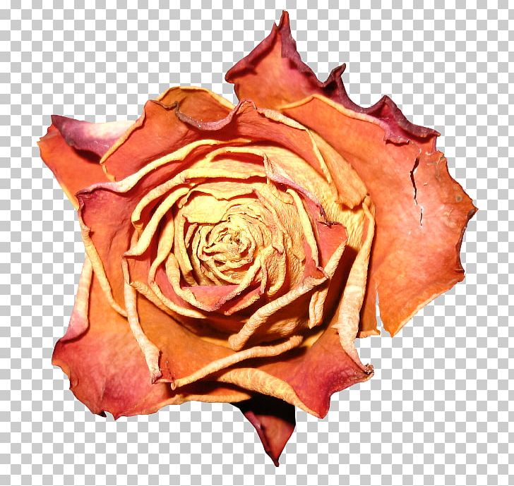 Garden Roses Cabbage Rose Petal Flower PNG, Clipart, Closeup, Computer Icons, Cut Flowers, Flesh, Floribunda Free PNG Download