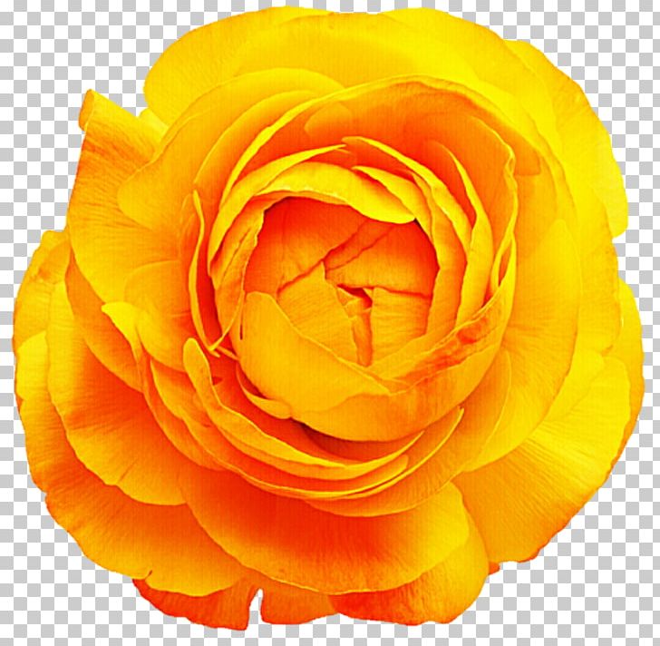 Rose Cut Flowers Yellow Stock Photography PNG, Clipart, Buttercup Flower, Closeup, Color, Cut Flowers, Desktop Wallpaper Free PNG Download