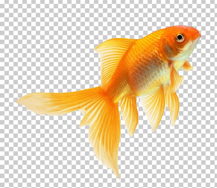 The Goldfish That Jumped Fin Feeder Fish PNG, Clipart, Animals, Bony Fish, Download, Feeder Fish, Fin Free PNG Download