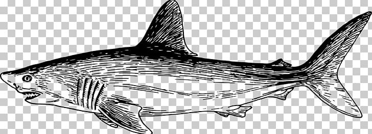 Tiger Shark Squaliform Sharks Marine Mammal Marine Biology PNG, Clipart, Animal Figure, Biology, Black And White, Cartilaginous Fish, Fauna Free PNG Download