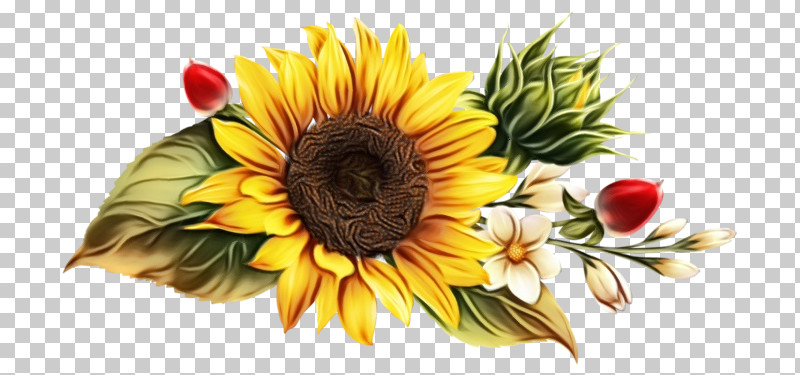 Floral Design PNG, Clipart, African Daisies, Asterales, Common Sunflower, Cut Flowers, Daisy Family Free PNG Download