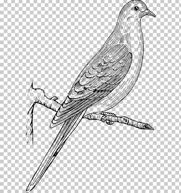 Columbidae Bird Mourning Dove Drawing European Turtle Dove PNG, Clipart, Animals, Art, Beak, Bird, Bird Of Prey Free PNG Download