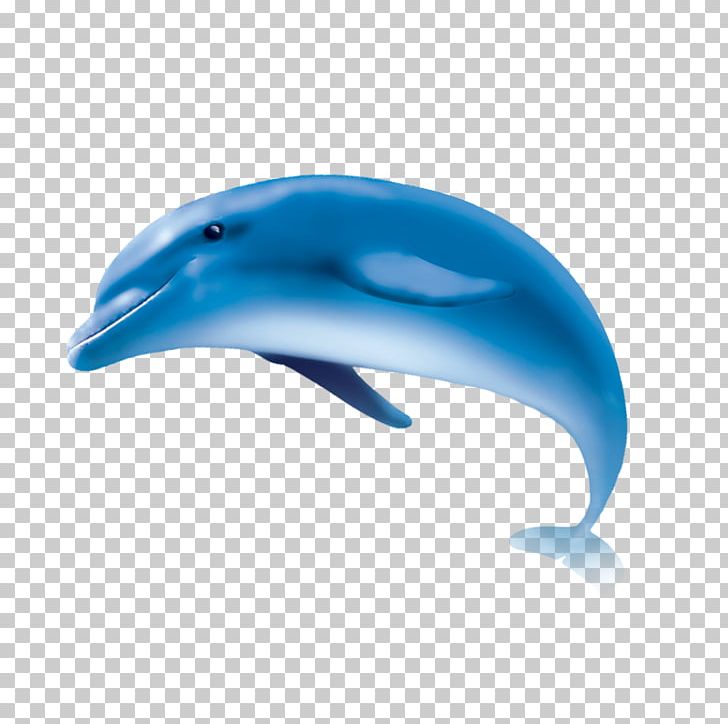 Common Bottlenose Dolphin Short-beaked Common Dolphin Tucuxi Wholphin PNG, Clipart, Animal, Animals, Baleen Whale, Beak, Blue Free PNG Download
