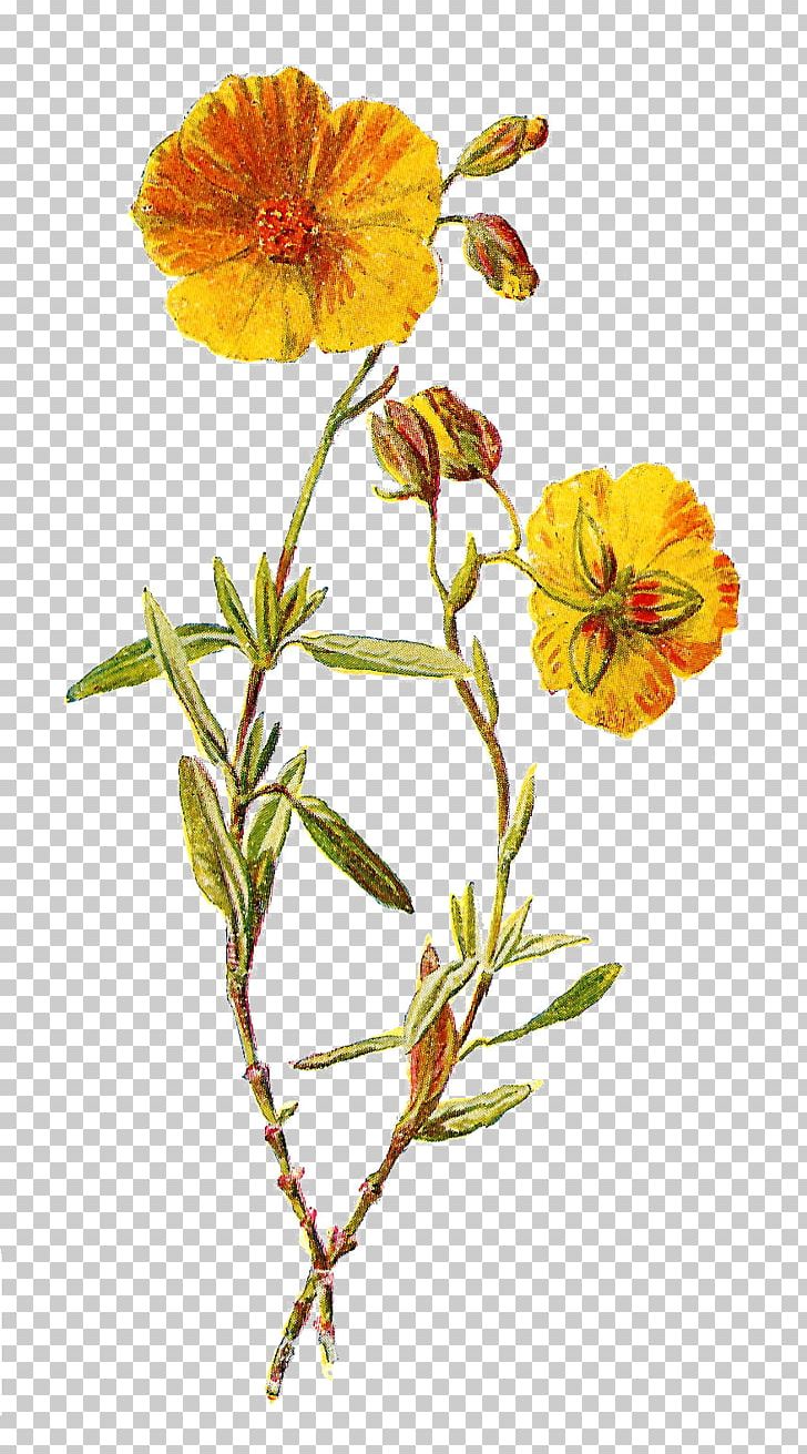 Wildflower Yellow PNG, Clipart, Botanical Illustration, Botany, Clip Art, Drawing, Floral Design Free PNG Download
