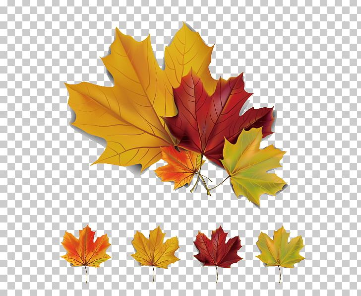 Autumn Leaves Maple Leaf Euclidean PNG, Clipart, Autumn, Autumn Leaf Color, Autumn Vector, Beautiful Vector, Fall Leaves Free PNG Download