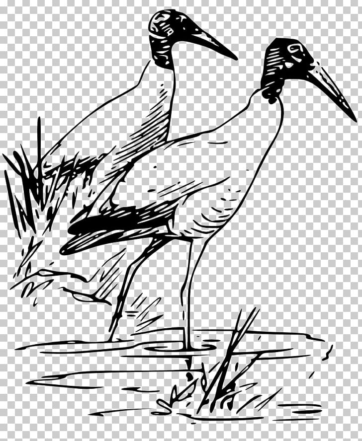 Bird Drawing Wood Stork Ibis PNG, Clipart, American White Ibis, Animals, Art, Beak, Bird Free PNG Download