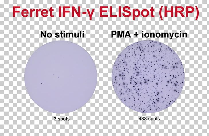 ELISPOT Interferon Gamma Assay Peripheral Blood Mononuclear Cell PNG, Clipart, Area, Assay, B Cell, Brand, Cell Free PNG Download