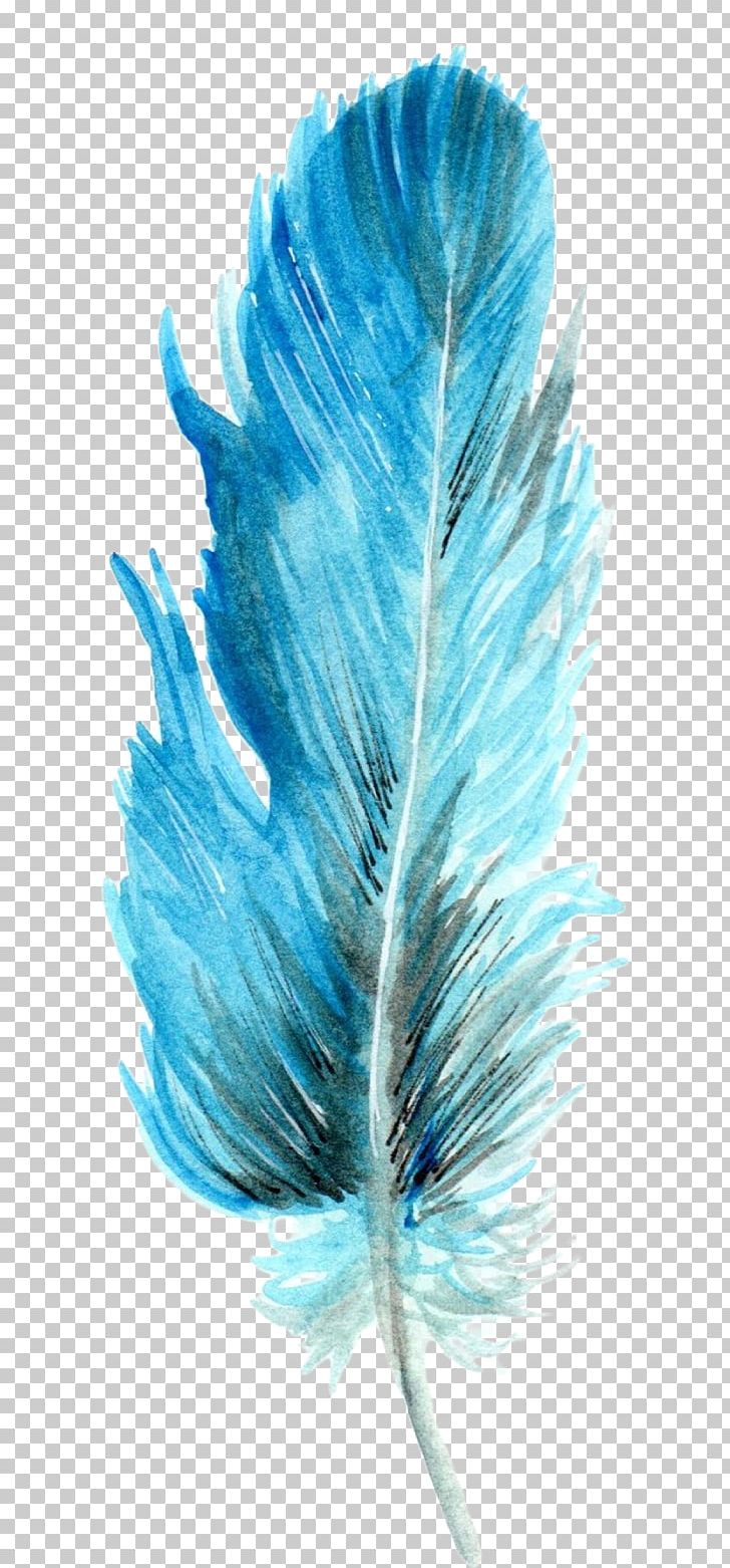 Feather PNG, Clipart, Aqua, Blue, Feather, Organism, Others Free PNG Download