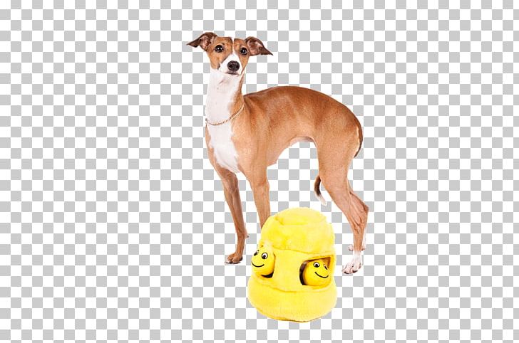 Italian Greyhound Whippet Spanish Greyhound Sloughi PNG, Clipart, 08626, Animal Sports, Azawakh, Breed, Carnivoran Free PNG Download