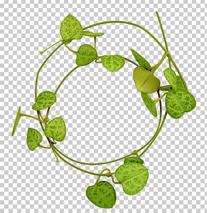 Leaf Photography PNG, Clipart, Branch, Cutout, Download, Flora, Flower Free PNG Download