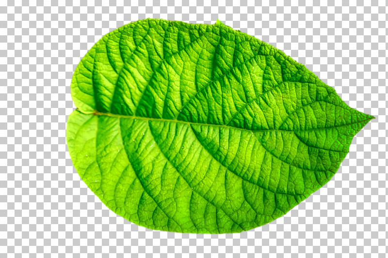Leaf Green Plants Biology Plant Structure PNG, Clipart, Biology, Green, Leaf, Plants, Plant Structure Free PNG Download