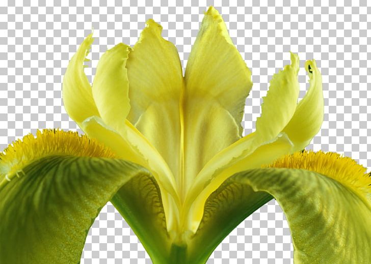 Flower Iris Iridaceae Bud Plant Stem PNG, Clipart, Bud, Closeup, Flower, Iridaceae, Iris Free PNG Download