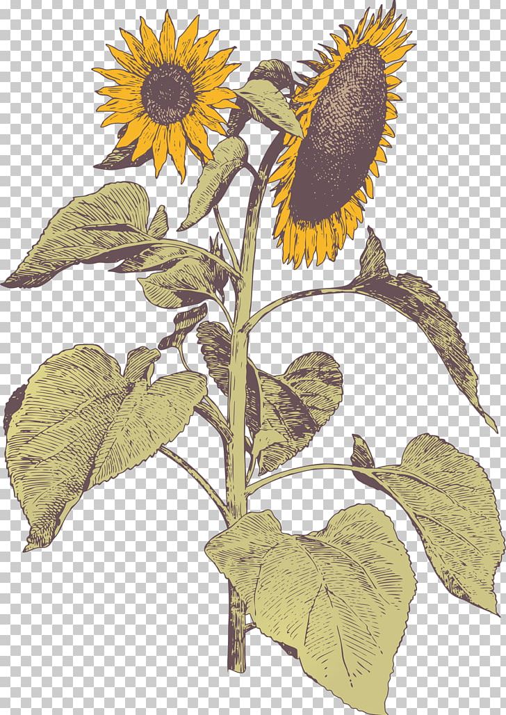 Flower Painting No PNG, Clipart, Arumlily, Common Sunflower, Cut Flowers, Daisy Family, Drawing Free PNG Download