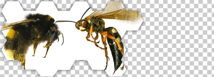 Hornet Honey Bee Wasp Ant PNG, Clipart, Ant, Arthropod, Bee, Damage, Eastern Cicada Killer Free PNG Download