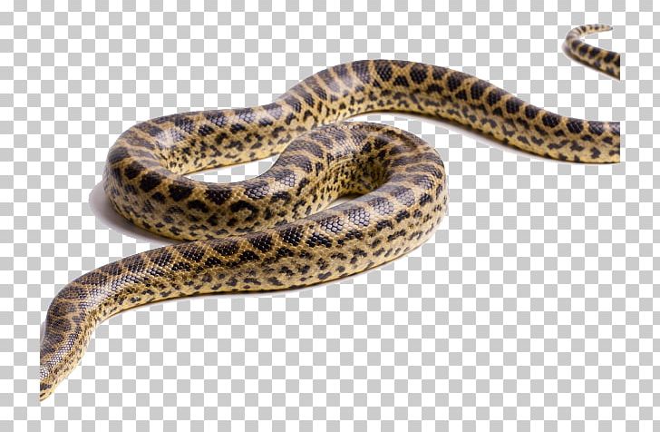 Snakes Green Anaconda Portable Network Graphics PNG, Clipart, Anaconda, Boa Constrictor, Boas, Colubridae, Computer Icons Free PNG Download