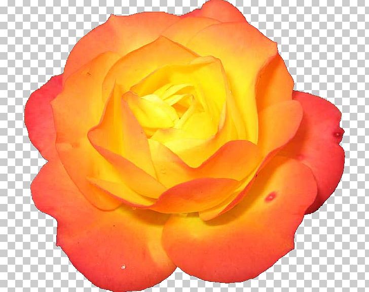 Garden Roses Centerblog PNG, Clipart, Blog, Centerblog, Centifolia Roses, China Rose, Clip Art Free PNG Download