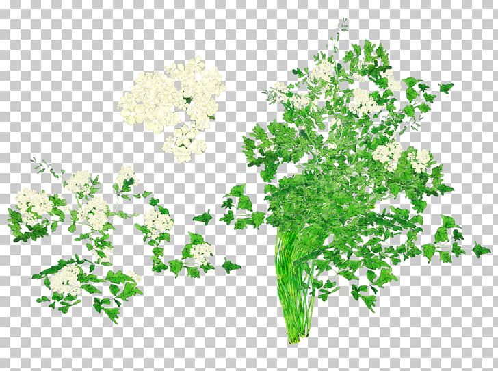 Leaf Vegetable Coriander Herb Nutrition PNG, Clipart, Body, Branch, Coriander, Cuisine, Efficacy Free PNG Download