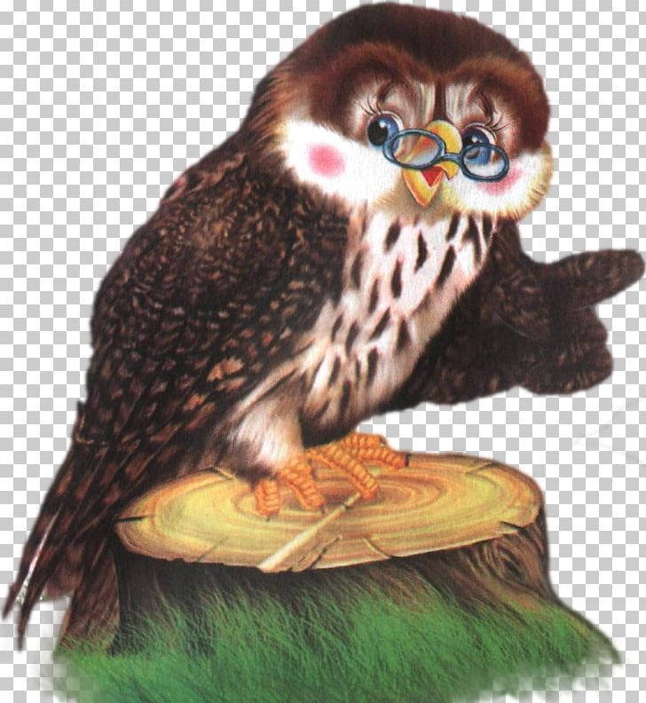 Little Owl Bird Of Prey Odnoklassniki PNG, Clipart, Animals, Beak, Bird, Bird Of Prey, Falcon Free PNG Download