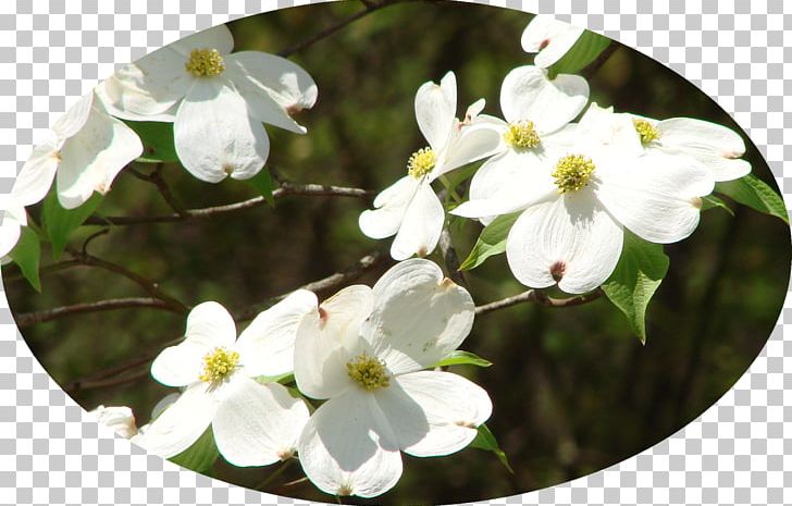 Viburnum PNG, Clipart, Blossom, Dogwood, Flower, Flowering Plant, Others Free PNG Download