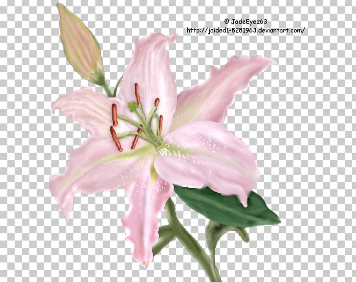 Cut Flowers Pink M Plant Stem Petal PNG, Clipart, Cut Flowers, Flower, Flowering Plant, Lily, Lily Family Free PNG Download