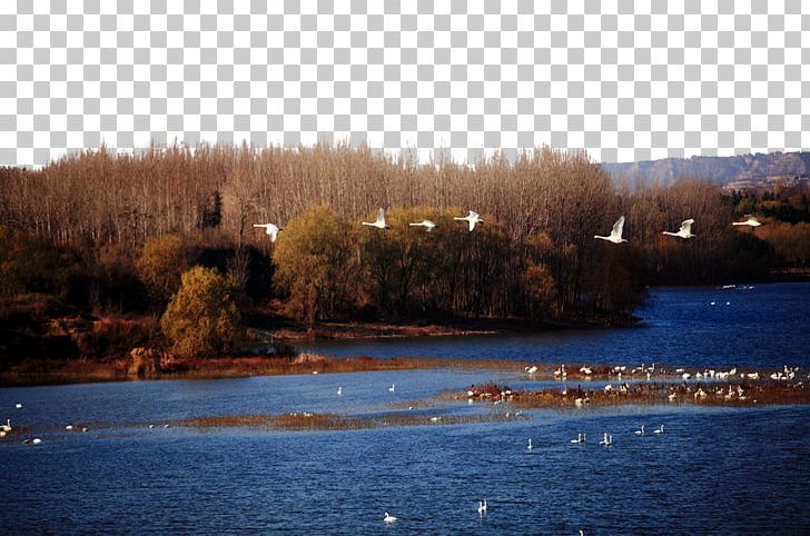 Cygnini Landscape Swan Lake PNG, Clipart, Animals, Attractions, Bayou, Black Swan, Fig Free PNG Download