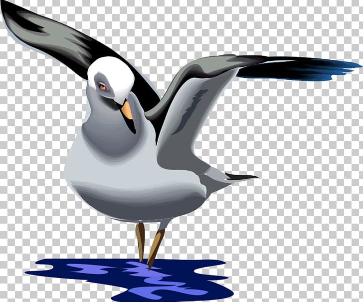 Gulls Great Black-backed Gull European Herring Gull Graphics PNG, Clipart, American Herring Gull, Beak, Bird, Charadriiformes, Clothing Free PNG Download